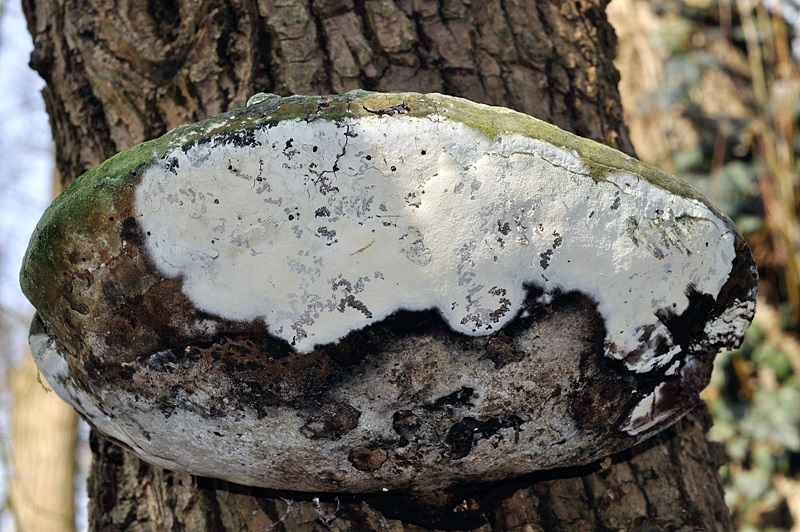 Sistotrema brinkmannii